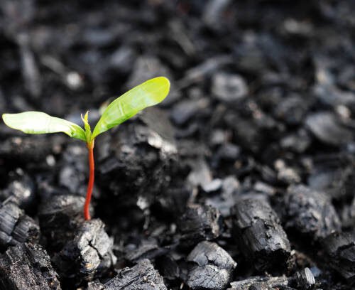 Life after death, green sprout on the coals after the fire. Rebirth of nature after the fire. Rebirth concept